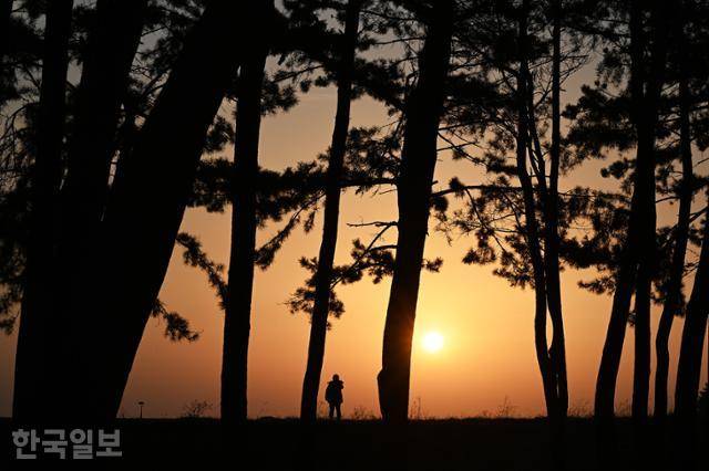 평해사구습지 솔숲 사이로 보이는 일출.