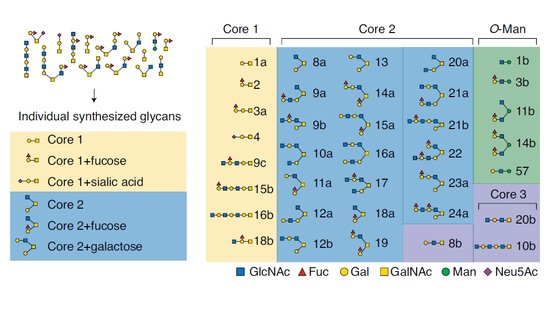 비브리오 균을 박테리오파지 감염으로부터 막아주는 다양한 O-글리칸들. 글리칸 중에서도 코어 2(Core 2) 그룹에 속하는 것들이 뚜렷한 감염 방지 효과를 나타낸다. [자료: EMBO Journal, 2022]