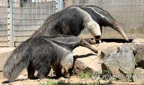 큰개미핥기 [연합뉴스 자료사진]