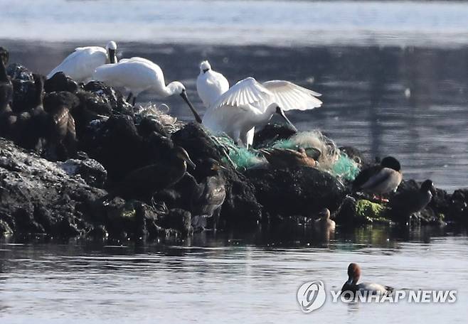 하도리 찾은 저어새들 (제주=연합뉴스) 박지호 기자 = 겨울을 나기 위해 제주를 찾은 천연기념물 제205호 저어새들이 9일 오전 제주시 구좌읍 하도리 철새도래지에서 휴식하고 있다. 2022.11.9 jihopark@yna.co.kr