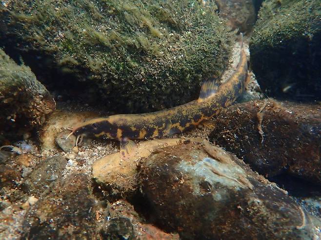 지난 7일 대구 금호강에서 수중 촬영한 멸종위기 어류 얼룩새코미꾸리의 모습. 성무성씨 제공.