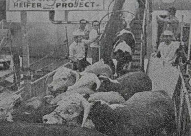 Cows and cattle land in South Korea some 70 years ago from a US charter flight. (Heifer Korea)