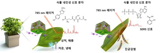 서울대 연구팀, 식물 스트레스 실시간 감지 나노센서 개발 [서울대 제공. 재판매 및 DB 금지]