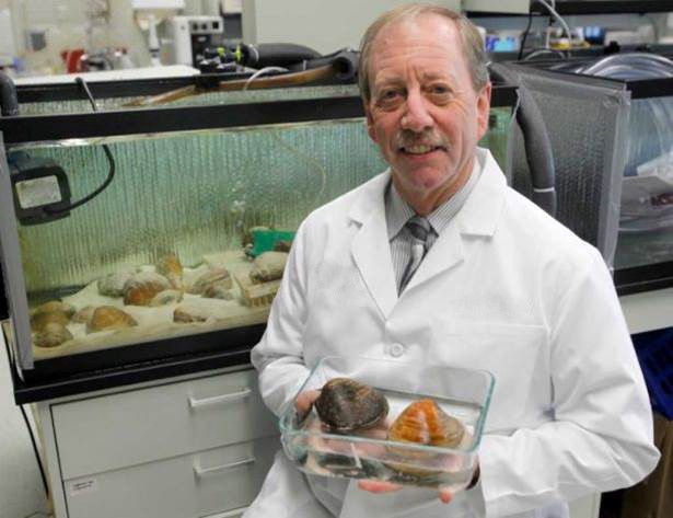 500년을 사는 아크티카 조개를 들고 있는 스티븐 어스태드 교수. 과학자들은 이 조개에서 알츠하이머병을 치료할 단서를 찾고 있다. 이 조개는 알츠하이머병을 유발하는 단백질 잘못 접힘을 유도해도 이겨낸다. /Steven N. Austad