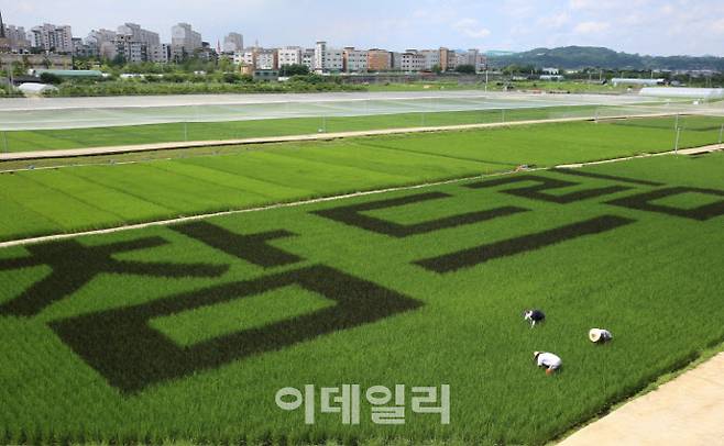 경기미 대표 품종 참드림 재배 현장.(사진=경기도농업기술원)