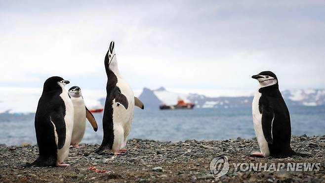 얼음 사라진 남극의 펭귄들 [EPA=연합뉴스 자료사진. 재판매 및 DB 금지]