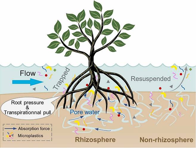 맹그로브 나무가 미세플라스틱을 차단하는 원리를 도식화한 이미지. 맹그로브 나무가 있는 지역에서는 나무의 흡수력에 끌려 미세플라스틱이 붙잡혀 올라간다. 반면 맹그로브숲이 없는 해안에서는 미세플라스틱이 차단되지 못하고 바다로 유입된다. /중국 광시대