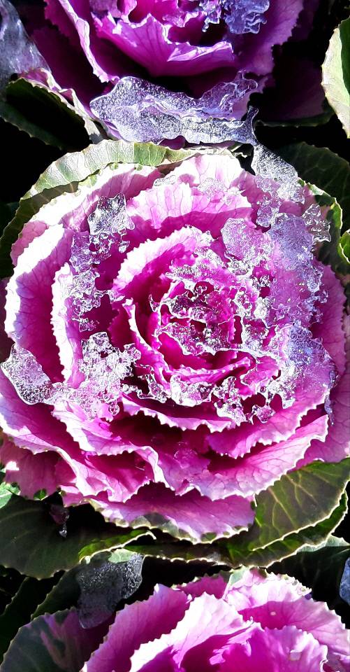 겨울 내린 눈이 추위에 얼어붙은 탓에 꽃양배추에 보석같은 얼음이 알알이 박혀 있다. 2020년 12월4일 서울 용산 삼각지