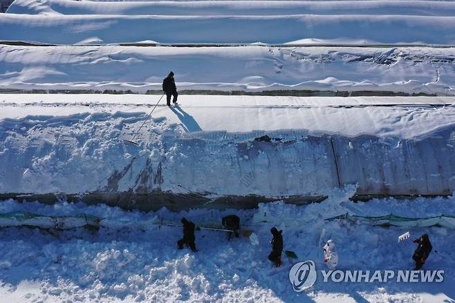 더는 안 무너지게 (담양=연합뉴스) 차지욱 기자 = 24일 오후 폭설로 축사가 무너져 내린 전남 담양군에 있는 한 오리 농장에서 담양군 관계자들이 방호복을 입고 눈을 치우고 있다. 2022.12.24 uk@yna.co.kr