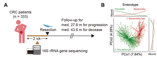 A. 333명의 대장암 환자 수술 전 분변에 대한 16S rRNA 유전자 시퀀싱과 추적 관찰. B. 장내 미생물 군집의 표현형. 박테로이데스와 프리보텔라 타입으로 구분됨.