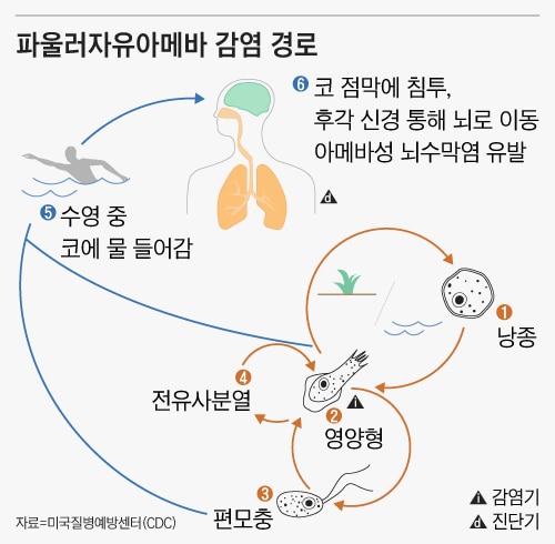 미국질병예방센터(CDC)가 공개한 파울러자유아메바 생활사/질병관리청