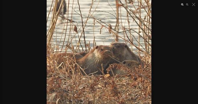수달 가족의 모습. 자연관찰사이트 네이처링, 이주영씨 제공.