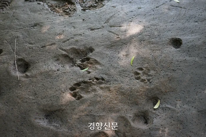2019년 5월 한강 밤섬에서 발견된 수달 발자국. 김기범 기자