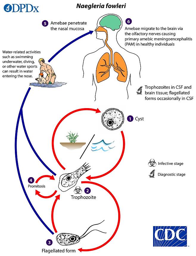 미국 질병통제예방센터(CDC)가 제작한 파울러자유아메바의 감염 경로.