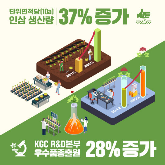 KGC인삼공사는 올해 전국 정관장 계약재배 농가를 대상으로 6년근 인삼을 구매한 결과 10a(아르) 단위면적 기준 780㎏의 인삼을 수확해 역대 최대규모 생산량을 기록했다고 29일 밝혔다. 사진=KGC인삼공사 제공