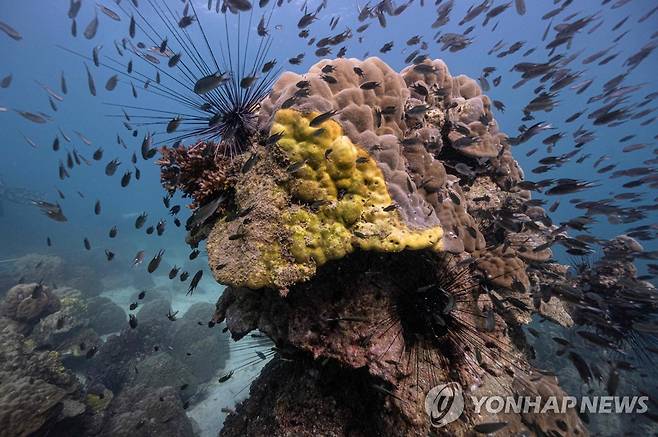 황색띠병 감염된 산호초 [AFP 연합뉴스 자료사진. 재판매 및 DB 금지]