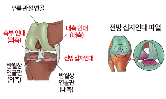 무릎관절 구조. 정동병원 제공.