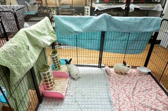 토끼는 발바닥에 말랑말랑한 패드가 없고 털로 덮여 있어 바닥에 부드럽고 푹신한 이불 등을 깔아줘야 한다.