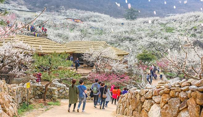 매년 봄이면 100만명 넘는 방문객이 찾아오는 광양매화마을