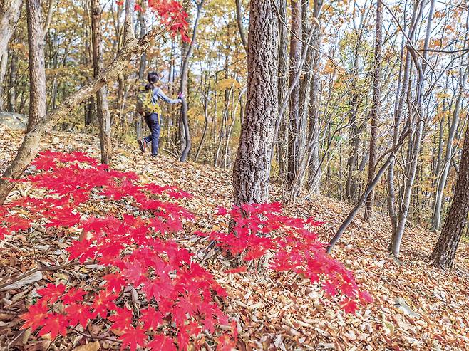 하산길에 고도를 낮추자 낙엽이 수북한 황량한 숲이 점차 가을빛을 띠고 단풍이 반겨준다.