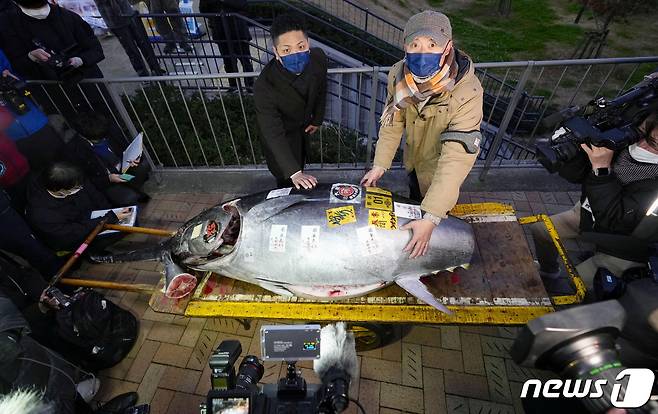 5일 일본 도쿄 도요스 시장에서 새해 첫 참치 경매가 끝난 뒤 낙찰받은 스시 오노데라 사장과 총괄 요리장이 212kg짜리 참다랑어에 손을 올리고 기념사진을 찍고 있다. 1kg에 약 163만 원꼴이다. ⓒ 로이터=뉴스1 ⓒ News1 권진영 기자