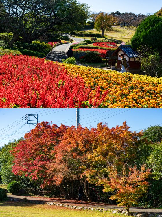 일본 노코노시마 아일랜드파크. 사계절 꽃 절경이 펼쳐지는 덕에 현지에서도 나들이 장소로 인기가 높은 곳이다. 지금은 마지막 단풍과 동백이 조화를 이루고 있다.