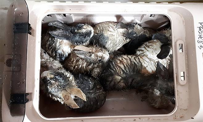 서울 동대문구 배봉산 토끼장에서 구조된 토끼들. 토끼보호연대 제공