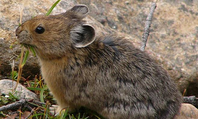 한반도에는 우는토끼(사진)와 만주토끼, 멧토끼 등 세 종류의 토끼가 있다.