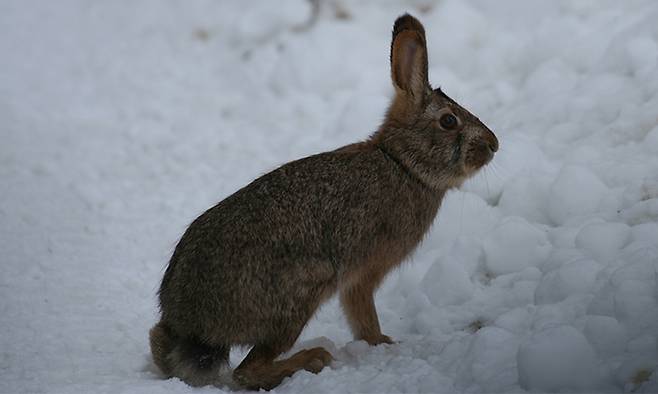 멧토끼. 국립생물자원관 제공