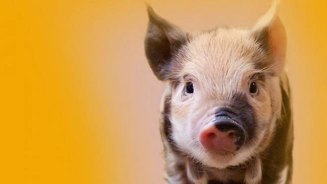 중국 연구진은 미니돼지 음경의 백막 손상 부위에 인공 조직을 이식해 발기 기능을 회복시켰다./Pixabay