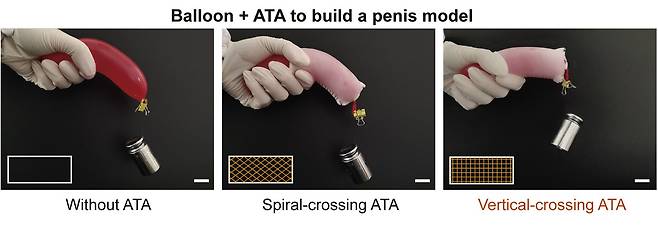 인공 백막의 기능 비교. 일반 풍선에 추를 달면 휘어진다(왼쪽). 인공 백막으로 풍선을 감쌀 때, 섬유 구조가 나선형으로 교차하면 역시 힘을 못받지만(가운데), 직교하면 추의 무게를 감당했다(오른쪽)./Matter