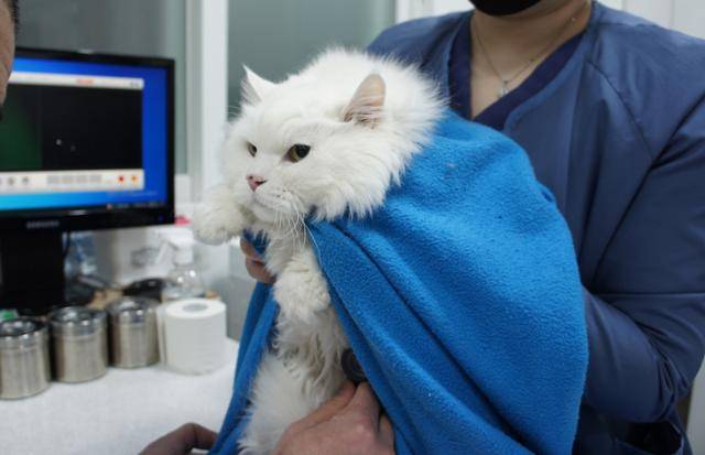 반려묘 '헨리'가 우리동생 진료실에서 심장 청진 진료를 받고 있다. 동그람이 정진욱