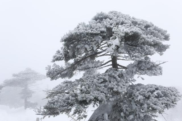 지난달 28일 한라산국립공원 성판악탐방로의 구상나무 군락에 하얗게 눈꽃이 내려앉았다. ⓒ박준규