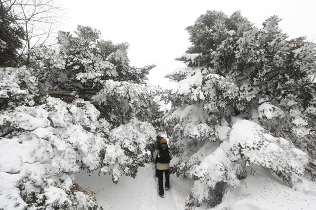 한라산 눈꽃 산행은 겨울 제주 여행의 백미로 꼽힌다. ⓒ박준규