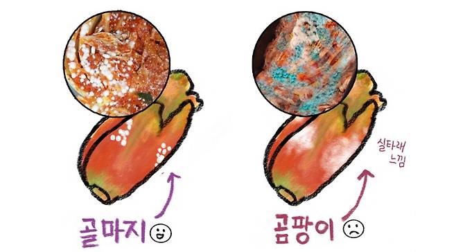 김치의 골마지는 독성이 없지만 곰팡이는 절대로 먹으면 안 된다. [세계김치연구소 제공]