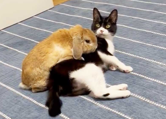 반려토끼 '키나오'와 반려묘 '비비' @jIcyoBQbkwFz0Za 트위터 캡처