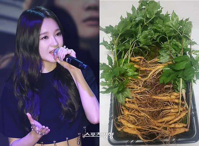 다비치 멤버 강민경이 자신이 운영하는 쇼핑몰의 열정페이 논란에 휩싸이자 과거 그가 재력과 명품을 자랑했던 과거가 수면 위로 떠올랐다. 사진 이선명 기자 57km@kyunghyang.com·경향신문 자료사진