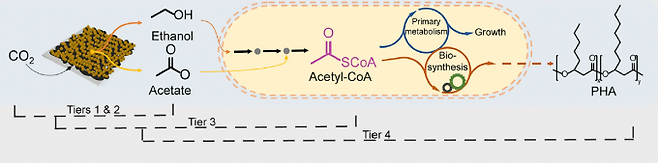 이산화탄소(CO2)를 원료로 해서 바이오플라스틱(PHA)을 생산하는 화학-생물 융합 시스템을 보여주는 도식이다. 산화환원 셀에서 이산화탄소로 C2(ethanol, acetate)를 만들고 미생물 세포 공장에서 C2로 PHA를 만든다. 켐 제공