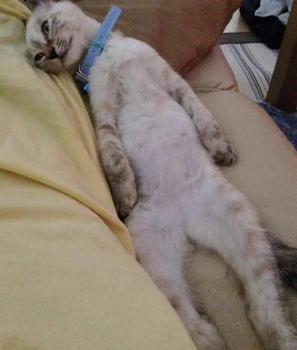 냥줍한 지 한 시간, 고양이는 꿀잠에 빠져버렸다! Twitter @Kawasaki_Hina