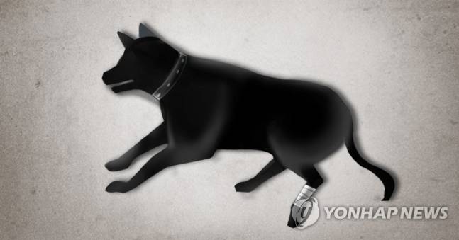 유기견·개 동물학대 자료사진. 연합뉴스