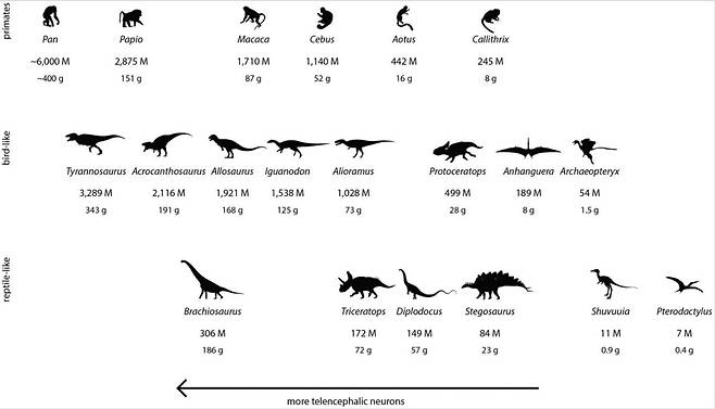 다양한 공룡과 영장류, 파충류의 뇌 무게(g)와 대뇌피질 신경세포수(M, 단위 100만). 육식공룡은 다른 공룡은 물론, 영장류보다 신경세포가 많은 것으로 나타났다./비교신경과학 저널