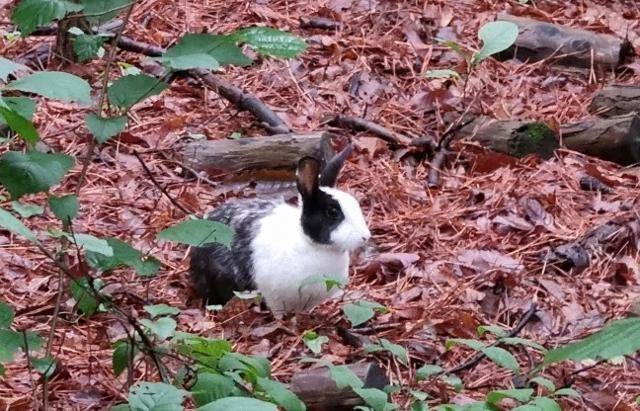 서울시내 한 초등학교가 지난해 7월 초 사육하던 토끼 39마리를 경기 군포시 수리산 입구에 유기한 일이 뒤늦게 드러났다. 토끼보호연대 제공