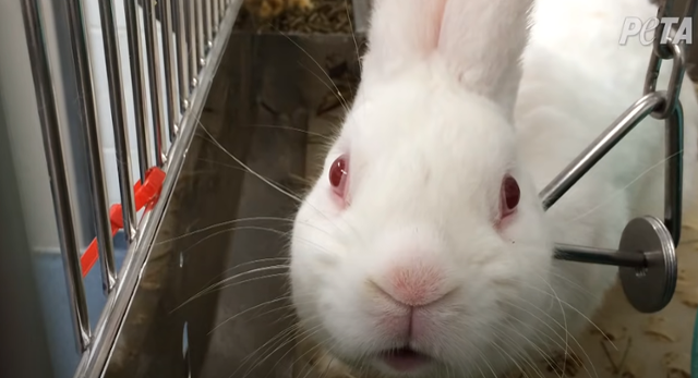 눈 실험에 동원되고 있는 토끼의 모습. 페타 인디아 유튜브 캡처