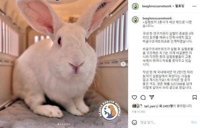 비구협은 지난해 10월 실험에 동원됐던 토끼를 구조했다. 현재 1마리는 죽고 2마리가 가족을 기다리고 있다. 비구협 SNS 캡처