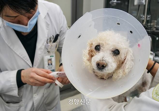 건국대 부속 동물병원 응급중환자의학과 정준용 수의사가  지난달 19일 백구의 다리에 수액을 놓기 위해 정맥주사(IV) 라인을 잡고 있다. 전현진 기자