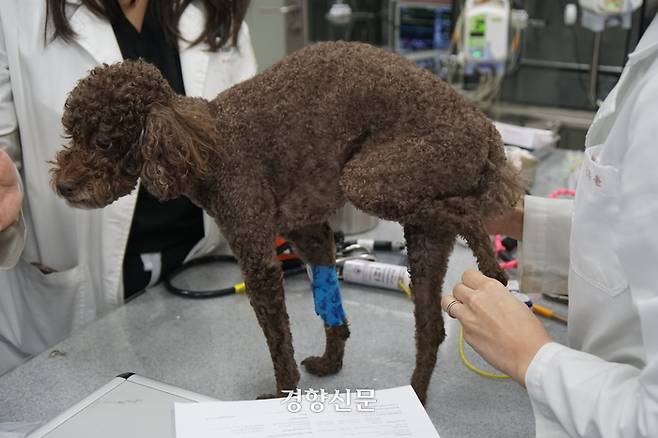 지난달 20일 뒷다리를 갑자기 쓰지 못하는 ‘후지파행’ 증상으로 건국대 동물병원 응급중환자의학과에 오게 된 일곱살 푸들 로이가 검사를 받고 있다. 전현진 기자