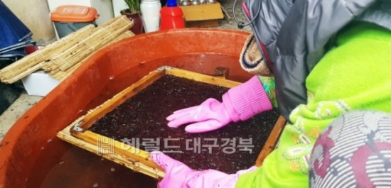 울릉도 현지 주민이 돌김을 채취한후 건조를 위해 김발에 돌김을 손질하고 있다(독자제공)