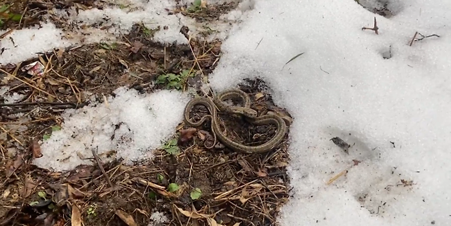 최근 이상기온의 영향으로 변산반도 국립공원에서 1월 초에 이르게 겨울잠에서 깬 누룩뱀. [사진=유튜브/국립공원TV]