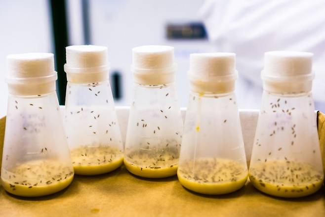 연령에 따른 유전자 돌연변이 제거 능력을 확인하는 실험에서 사용된 초파리. 게티이미지뱅크 제공