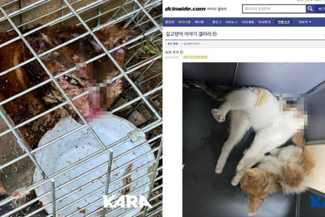 지난해 9월 디시인사이드 야옹이갤러리에 올라온 고양이 학대 영상(왼쪽 사진)과 지난해 같은 커뮤니티에 게시된 고양이 동물학대 사진. 동물권행동 카라 제공